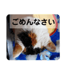 ねこのかーるとみーる（個別スタンプ：7）