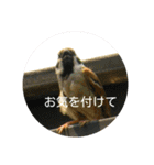 すずめと愉快な野鳥たち（個別スタンプ：21）