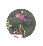 すずめと愉快な野鳥たち（個別スタンプ：32）