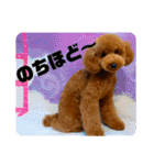 デカプー茶豆くんのスタンプ②（個別スタンプ：8）