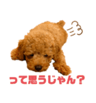 デカプー茶豆くんのスタンプ②（個別スタンプ：13）