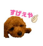 デカプー茶豆くんのスタンプ②（個別スタンプ：16）