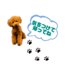 デカプー茶豆くんのスタンプ②（個別スタンプ：17）