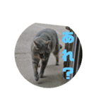 モモという猫（個別スタンプ：5）