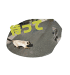 モモという猫（個別スタンプ：7）