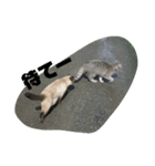 モモという猫（個別スタンプ：8）