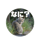 モモという猫（個別スタンプ：11）