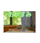 モモという猫（個別スタンプ：14）