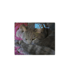 モモという猫（個別スタンプ：16）