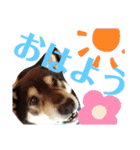 こてつなスタンプ（個別スタンプ：1）
