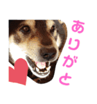 こてつなスタンプ（個別スタンプ：11）