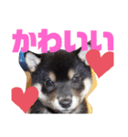 こてつなスタンプ（個別スタンプ：16）