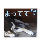 こてつなスタンプ（個別スタンプ：21）