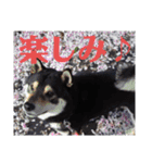 こてつなスタンプ（個別スタンプ：24）