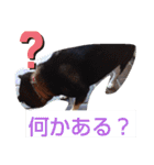 こてつなスタンプ（個別スタンプ：29）