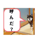こてつなスタンプ（個別スタンプ：33）