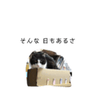 かわいいとんこのスタンプ（個別スタンプ：16）