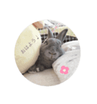 うさぎのぶーちゃん（個別スタンプ：7）