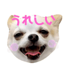 チワパピローズ（個別スタンプ：4）