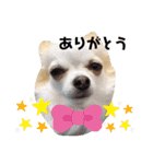 チワパピローズ（個別スタンプ：5）
