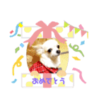 チワパピローズ（個別スタンプ：12）