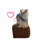 チワパピローズ（個別スタンプ：13）