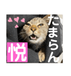 sou.official.stamps#5（個別スタンプ：4）