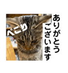 sou.official.stamps#5（個別スタンプ：7）