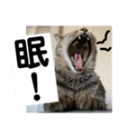 sou.official.stamps#5（個別スタンプ：16）