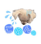 サダハル。②（個別スタンプ：3）