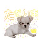 サダハル。②（個別スタンプ：5）