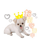 サダハル。②（個別スタンプ：6）