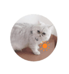 ねこのしらすちゃん（個別スタンプ：1）