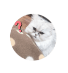 ねこのしらすちゃん（個別スタンプ：2）