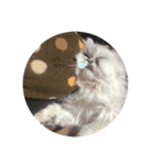 ねこのしらすちゃん（個別スタンプ：3）