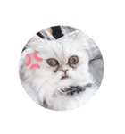 ねこのしらすちゃん（個別スタンプ：4）