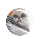 ねこのしらすちゃん（個別スタンプ：5）