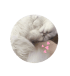 ねこのしらすちゃん（個別スタンプ：7）