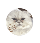 ねこのしらすちゃん（個別スタンプ：8）