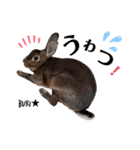 うさぎのぶりちゃん♥️（個別スタンプ：4）