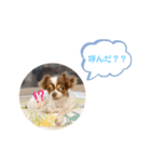 わんこの日常②（個別スタンプ：1）