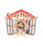 トイプー [STAY HOME]編（個別スタンプ：1）