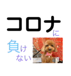 トイプー [STAY HOME]編（個別スタンプ：9）
