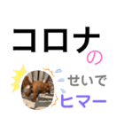 トイプー [STAY HOME]編（個別スタンプ：10）