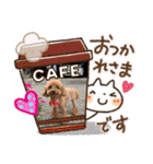 トイプー [STAY HOME]編（個別スタンプ：14）