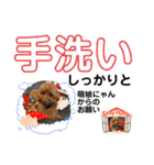 トイプー [STAY HOME]編（個別スタンプ：15）