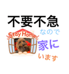 トイプー [STAY HOME]編（個別スタンプ：18）