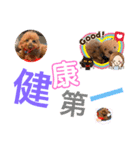 トイプー [STAY HOME]編（個別スタンプ：19）