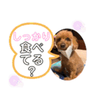 トイプー [STAY HOME]編（個別スタンプ：22）