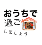 トイプー [STAY HOME]編（個別スタンプ：25）